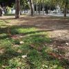 El Parc de l’Espanya Industrial recupera més de 1.200 metres quadrats de verd amb una nova plantació arbustiva